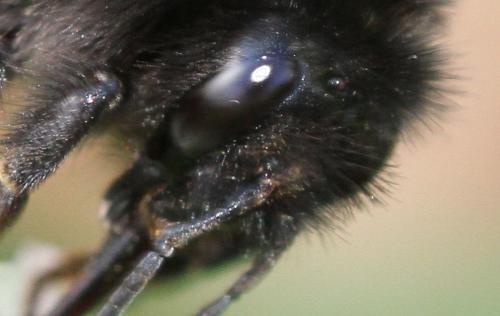 Bombus soroeensis soroeensis